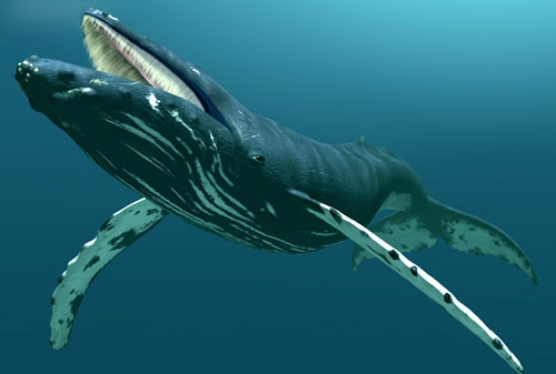 Scoperta l’arma segreta delle balene.  Organo chiave per l’evoluzione