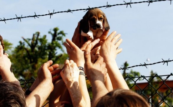 Green Hill.  Grande mobilitazione del web per l’adozione dei cuccioli di beagle