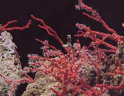 Certi coralli si difendono, lo dice il Cnr