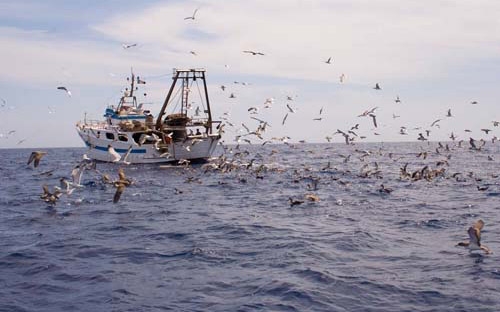 Ambiente. Dal 16 luglio al 27 agosto stop alla pesca nell’Adriatico