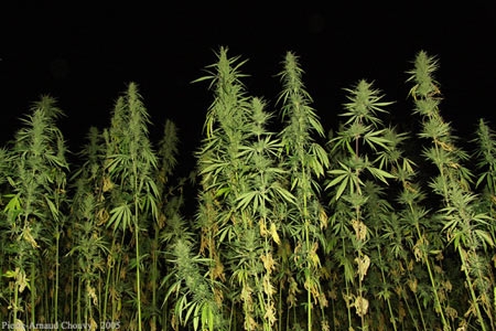 Agricoltore scoperto a coltivare marijuana per superare la crisi. Arrestato