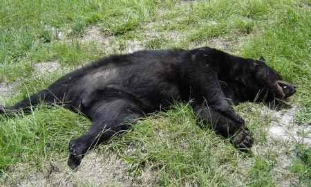 Orso trovato morto in Trentino