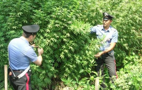 Fregene. Scoperta piantagione di marijuana in macchia del WWF