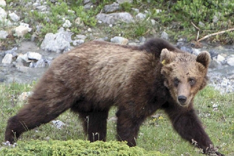 Abbattimento orso. Legambiente: “Inaccettabile, una minaccia per la biodiversità europea”