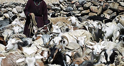 India. Morte 25mila capre pashima. A rischio produzione cachemere
