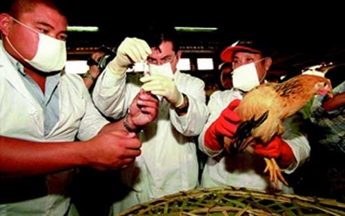 Aviaria in Cina. Sei vittime finora