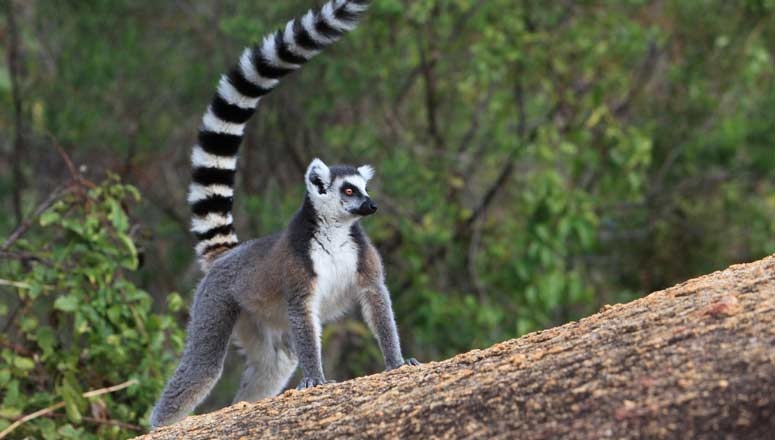 Museo di Zoologia.  21 e 22 giugno, il Madagascar