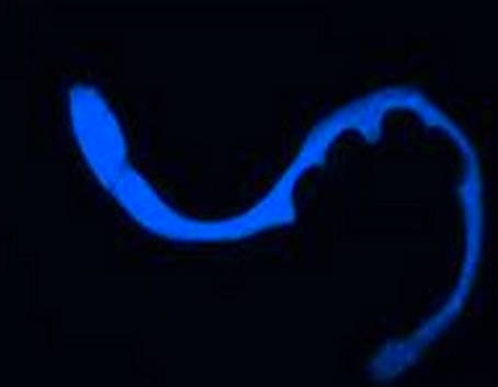 Fotografata da alcuni ricercatori “l’onda azzurra della morte”