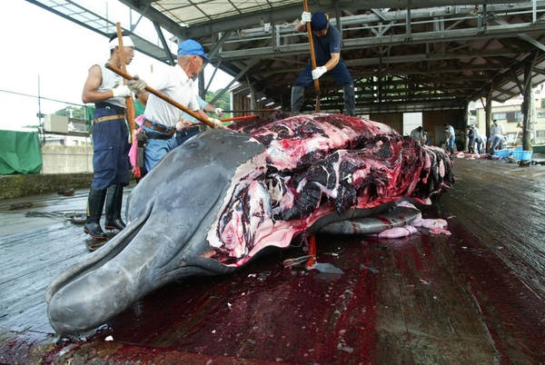 Giappone. L’Aja ha decretato,  basta caccia alle balene nell’Antartico
