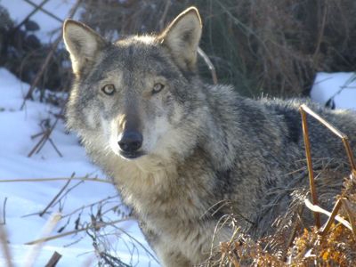 Legambiente. 80 lupi uccisi dall’inizio del 2013 a oggi