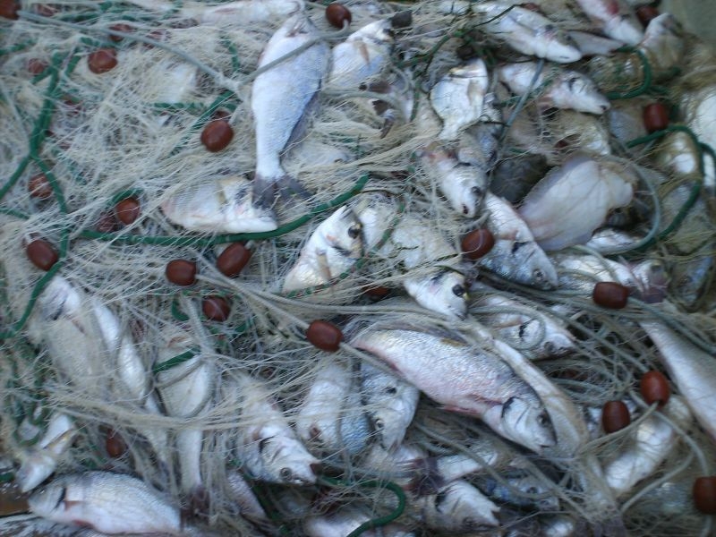 Pesca. Interviene la Commissione europea per bandire le reti killer