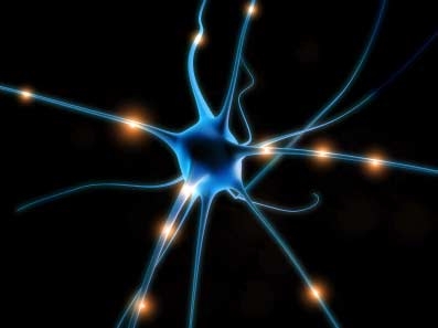 Il neurone specchio, avvicina tra loro gli individui