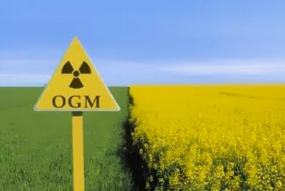 OGM, contaminazioni in Friuli. Orlando invii ispettori