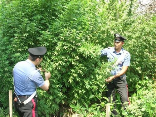 Droga, sequestrate 5 piantagioni di marijuana
