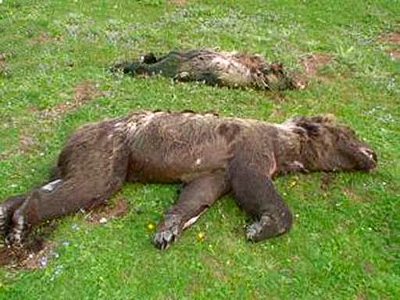 Trovato orso morto ai confini del Parco nazionale d’Abruzzo. Forse è stato avvelenato