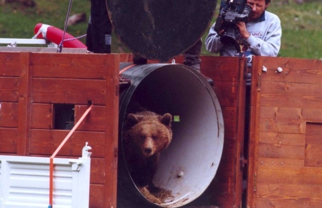 La morte dell’orsa Daniza. Delitto perfetto o metafora delle autonomie?