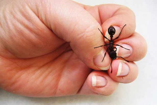 Australia. Cacciatore disperso sopravvive mangiando formiche