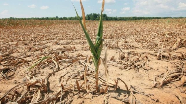 Allarme Onu. El Nino, siccità e carestia. 4 milioni di persone a rischio