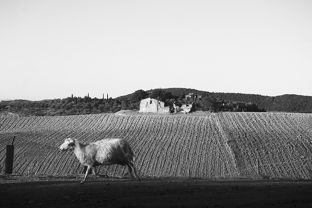 Una fattoria delle Crete nelle fotografie di Alessio Duranti per rappresentare l’Italia in Cina