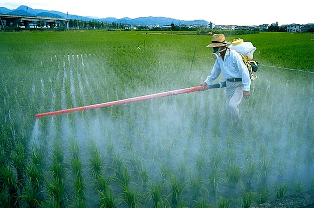 Agricoltura. Greenpeace: pesticidi, una minaccia per l’ambiente