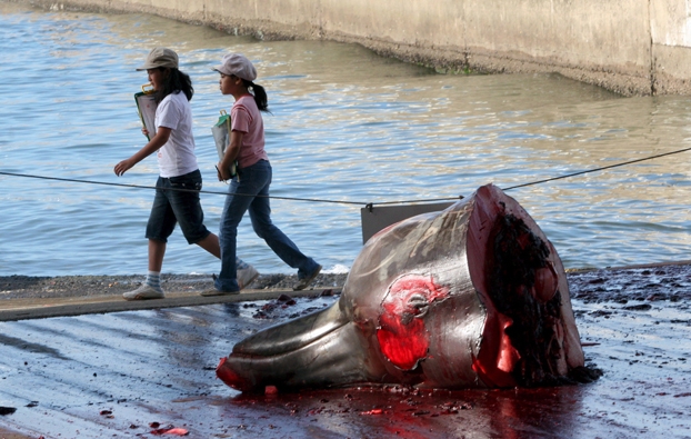 Giappone riprende la caccia alle balene. Scoppiano le proteste