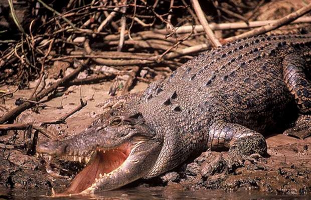 Australia, dopo inondazioni è allarme coccodrilli