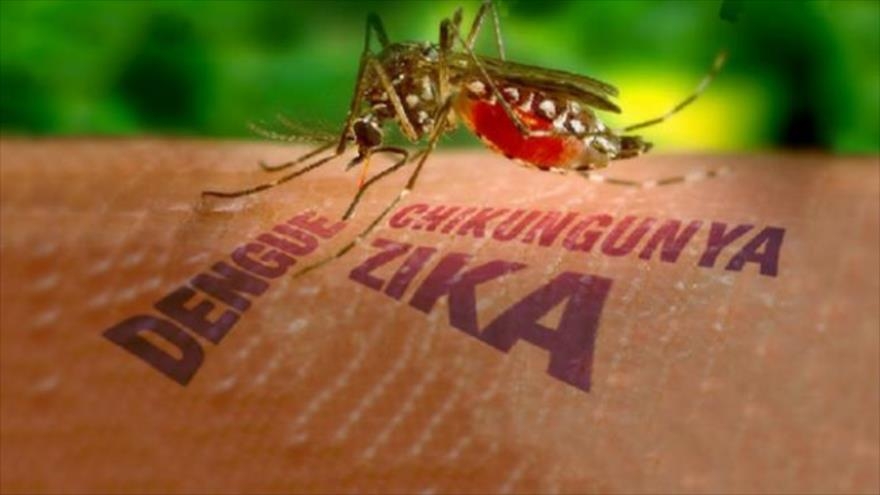 Virus Zika. Allarme dell’Oms, previsti milioni di casi