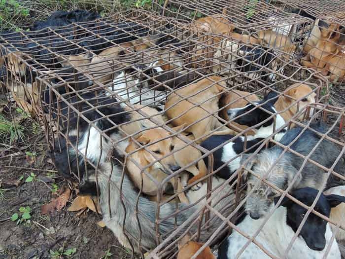 Tra Cina e Vietnam, dove mangiare carne di cane “porta bene”