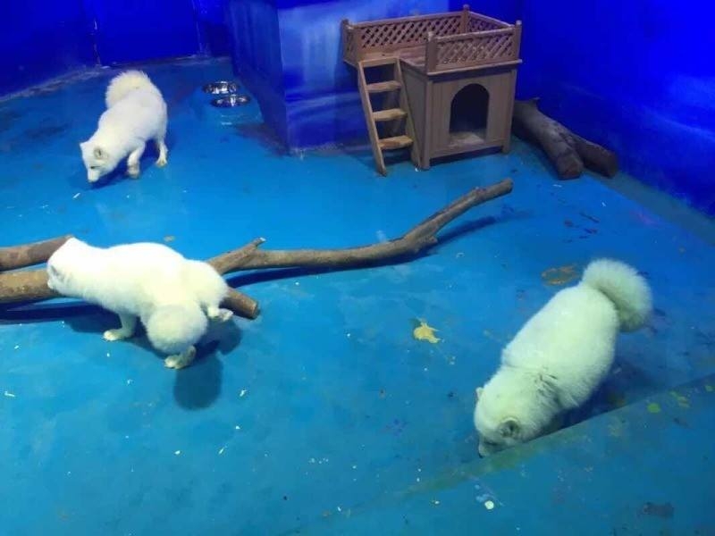 Animali prigionieri: chiude il circo dello zoo di Hanoi, ma in Cina apre un nuovo zoo nel centro commerciale