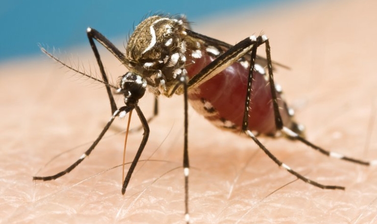 Virus zika, i casi si moltiplicano
