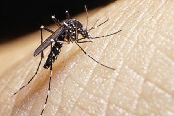 Virus Zika. Primo caso a Rimini