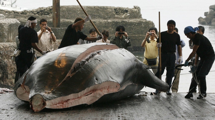 Giappone killer. Uccise 200 balene incinte
