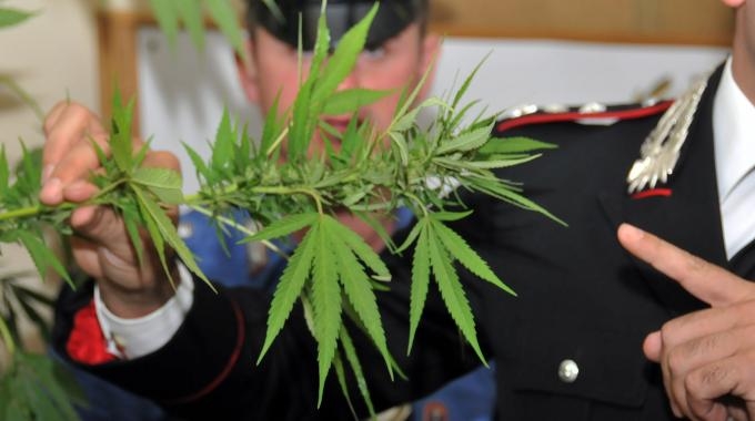 Droga: Guardia Finanza trova fabbrica per produrre marijuana. Valore 3 milioni di euro