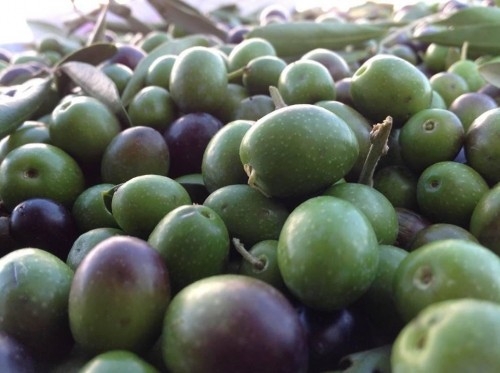 Parte il concorso per i migliori oli extravergine di oliva del Lazio