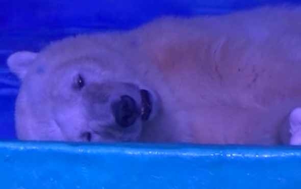 L’agonia dell’orso polare in mostra nel centro commerciale cinese