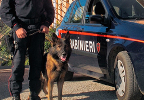 Il cane fiuta la droga,  carabinieri scoprono hashis nascosto per un valore di 1,5 milioni