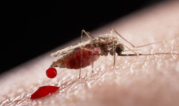 L’Oms sul virus zika: nessuna ragione per rinviare Olimpiadi
