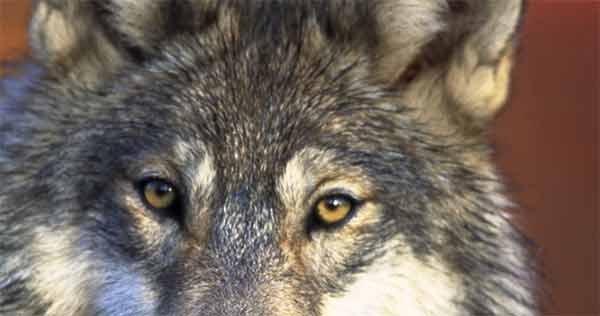 Il WWF consegna le firme al ministro Galletti per salvare il lupo