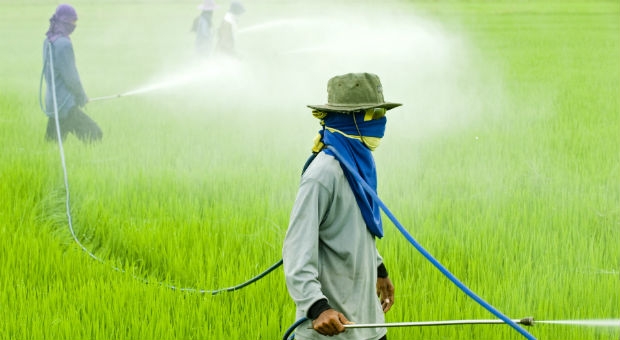 Glifosato. Per l’Oms e la Fao non è cancerogeno