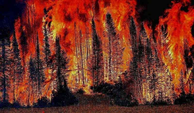 Crescono gli incendi boschivi,  più di 37mila  ettari andati in fumo