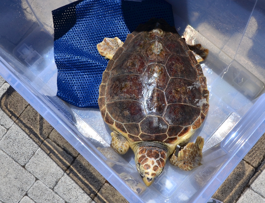 Giornata Mondiale degli oceani; due tartarughe marine liberate alle Secche di Tor Paterno a Roma