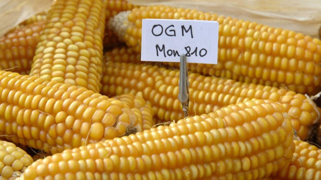 Sequestrato un campo mais OGM in provincia di Rovigo