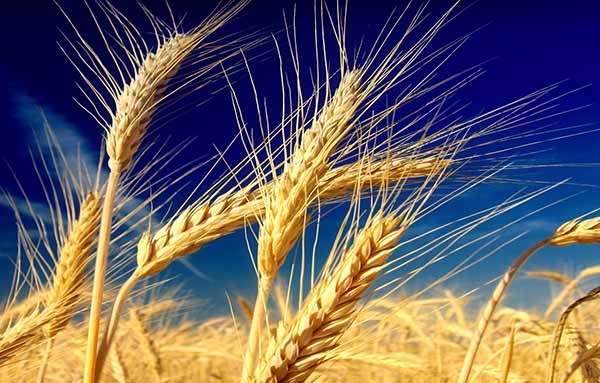 Scoppia la guerra del grano. Blitz degli agricoltori
