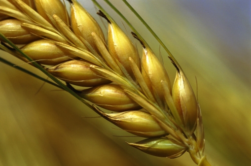 Agricoltura. Noi importimao il grano e svendiamo quello Made in Italy