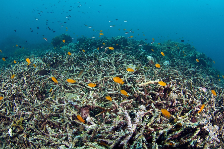 Allarme ambientale. Alle Maldive moria dei coralli, colpiti da sbiancamento