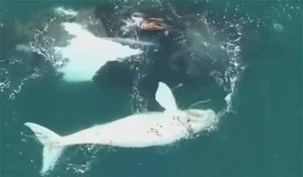 Australia: drone filma rarissima balena bianca e la madre. IL VIDEO