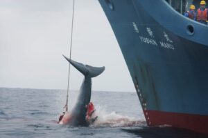 Stop al santuario per la riproduzione delle balene nell’Oceano Atlantico