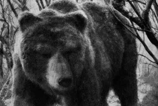 Presentazione de ‘L’orso bruno nella Venezia Tridentina’ di Guido Castelli – per evitare nuovi errori