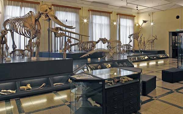 Quale futuro per le collezioni dei musei naturalistici in Europa?