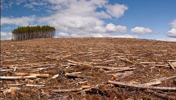 Greenpeace contro la distruzione delle foreste indonesiane